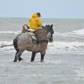 HORSEBACKFISHERMEN 560 - Belgium