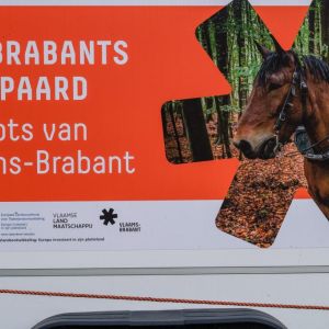 10e Dag vh Brabants trekpaard,