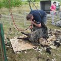 "MAY" Shearing !!! Not an easy thing !!