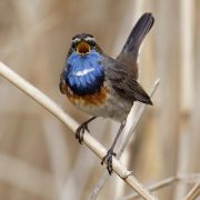 White-Spottet Bluethroat