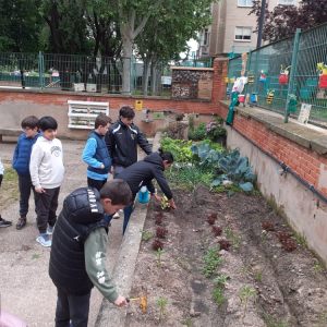 Fotos huerto escolar 5º de primaria