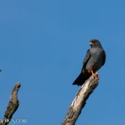 Redfooted falcons 2016
