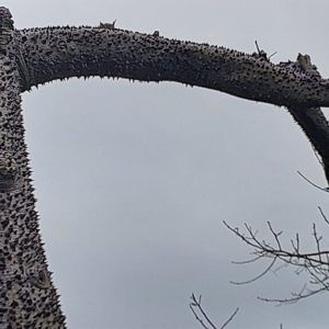 טיול בטבע באביב הפורח