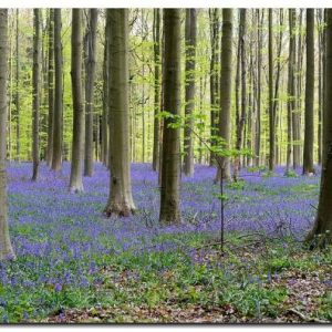 Hallerbos