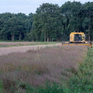 Holtesch Hooghalen huttentut dorsen