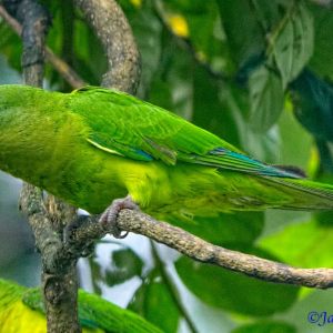 For Love of Costa Rica's Nature: A 2014 Photographic Odyssey