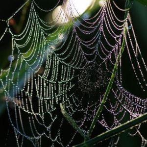 WEBS