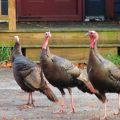 Wild Turkeys