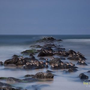 Texel