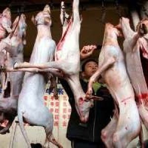 Hunde_china