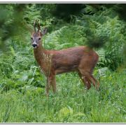 Brocards - Roe-bucks