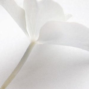 macro lichte tinten