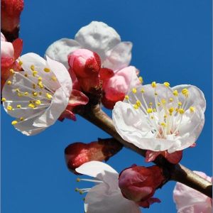 My little apricot tree