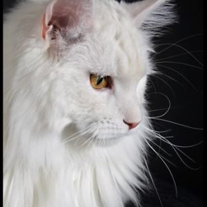 Photo Albums By Chayenne Cats Profile Page
